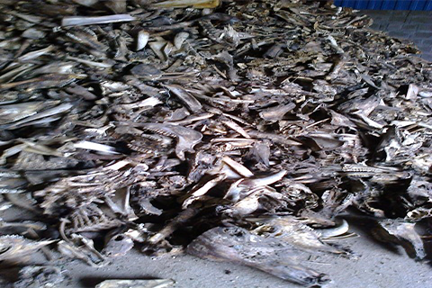 BONE INDUSTRY